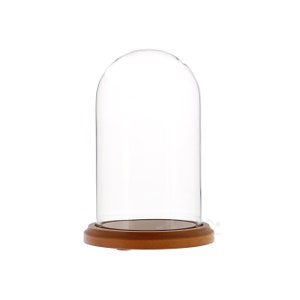 Glass Display Dome Cloche 4" x 7" with Walnut Base