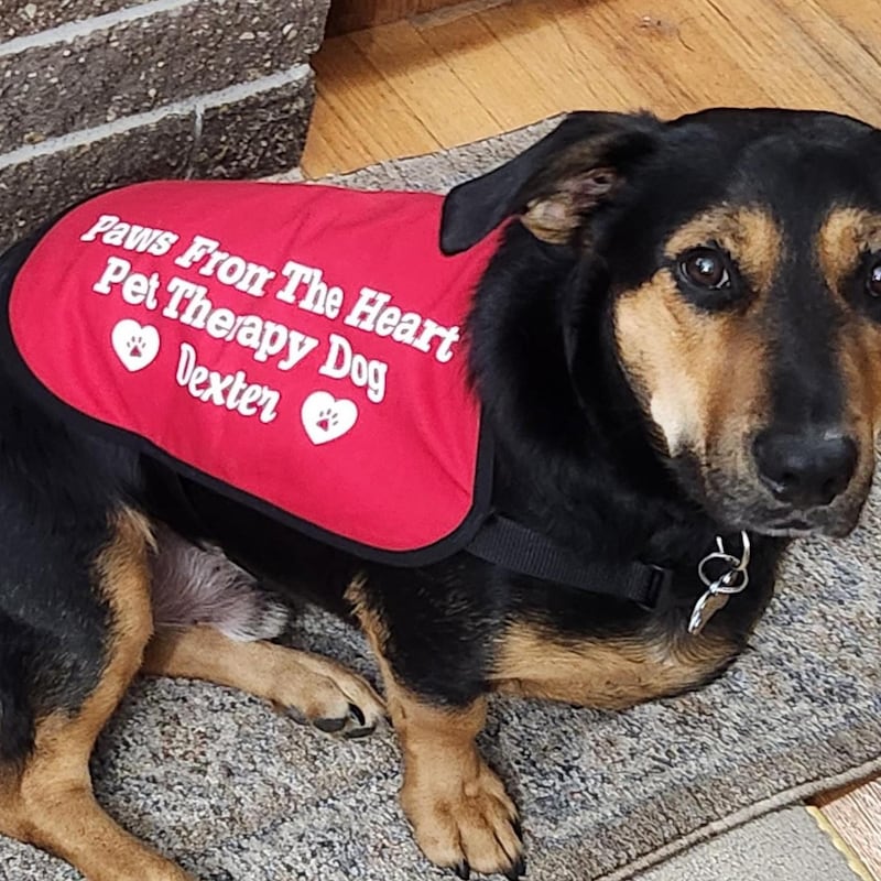 Purple Heart Harness - Etsy