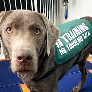 In Training, No Touch, No Talk Dog Jacket Vest