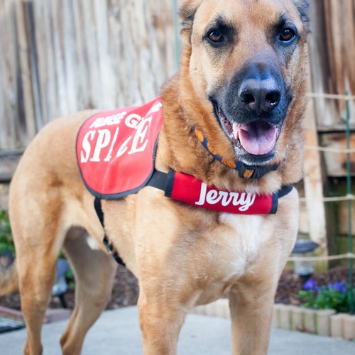 PERSONALIZED Name Sleeve Addon for Dog Jacket Vest Etsy