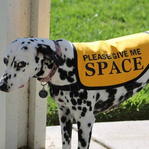 Dog harness with warnings store