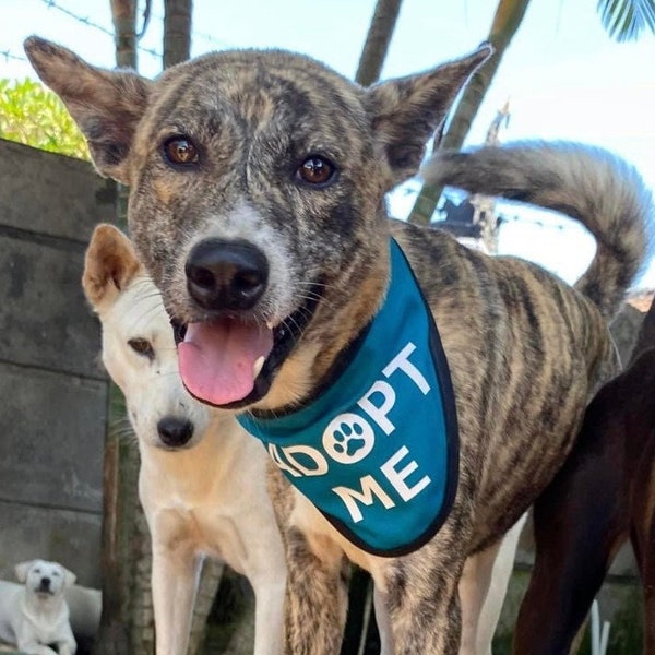 ADOPT ME Bandana Scarf for Rescue Dogs