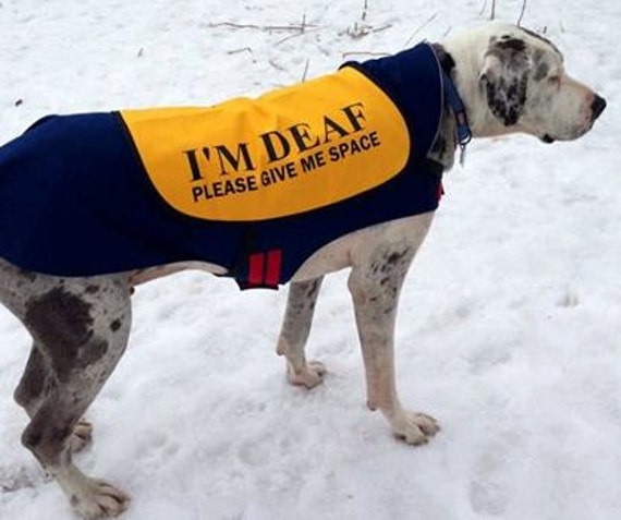CUSTOMIZE Your Dog Jacket Vest You Choose the Text Etsy