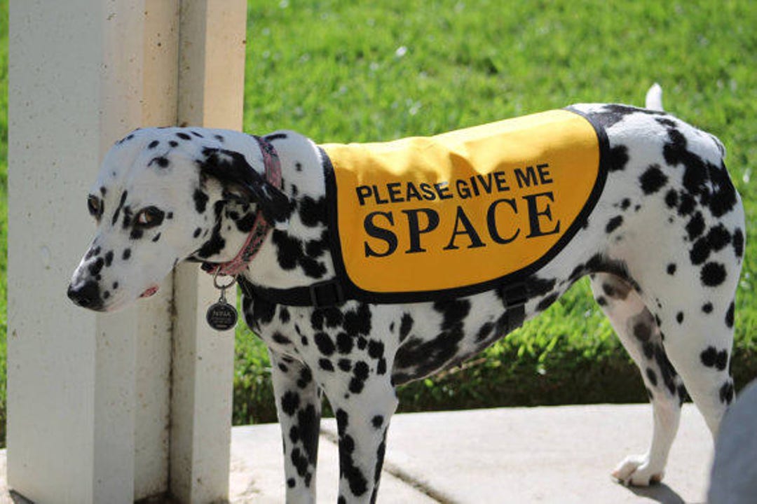Nervous dog jacket discount