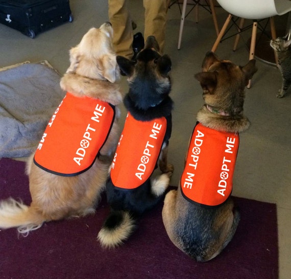 Dog jackets near clearance me