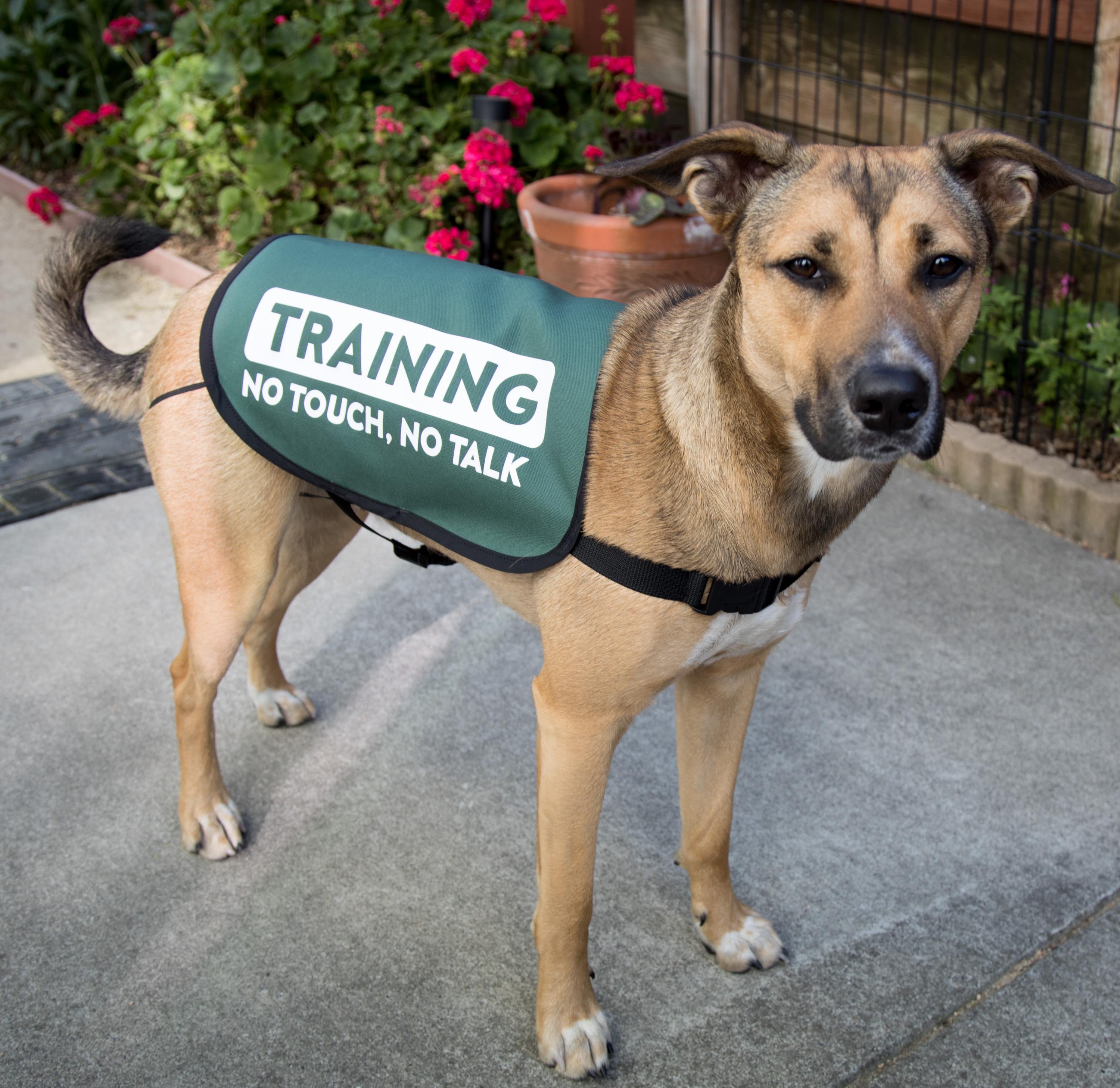 TRAINING No Touch, No Talk Dog Jacket Vest Issues - Etsy
