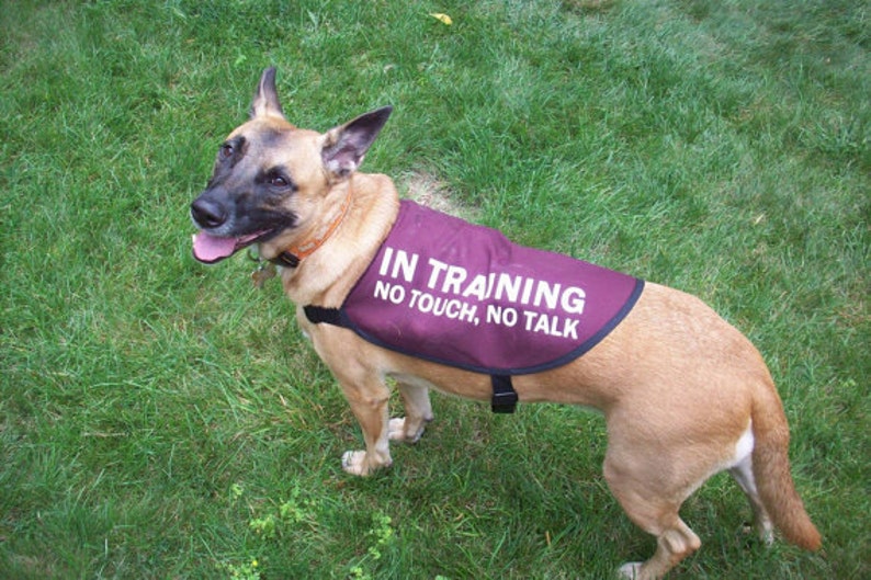 In Training No Touch No Talk Dog Jacket Vest Etsy
