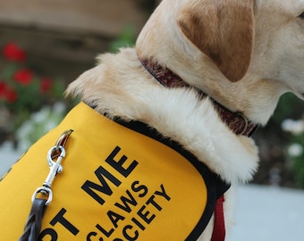 May include: A yellow service dog vest with black text that reads "Pet Me" and "CLAWS SOCIETY". A leash is attached to the vest. A golden retriever is wearing the vest.