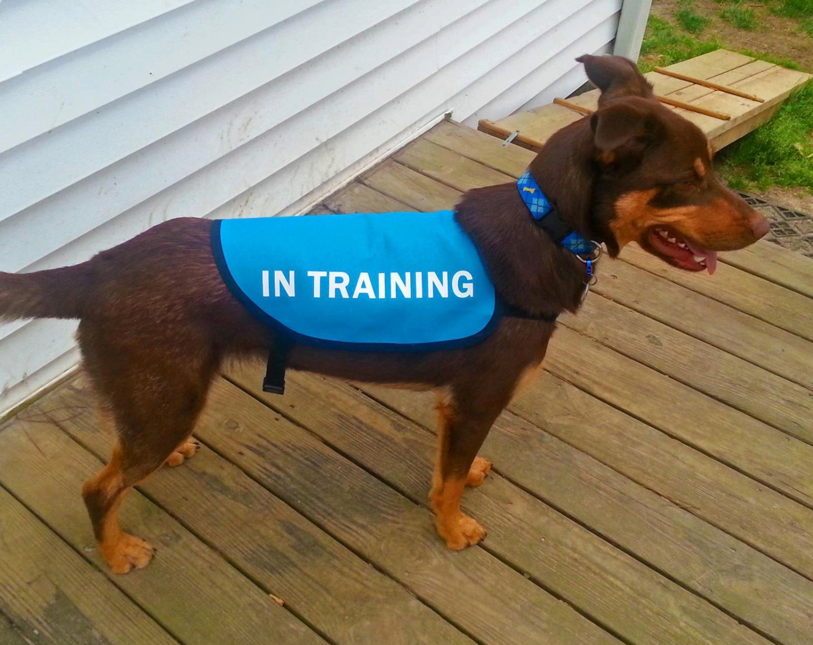 In Training Dog Jacket Vest Etsy