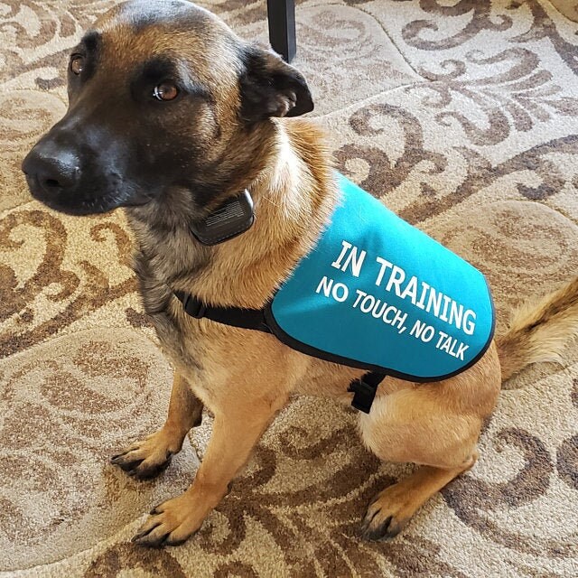 How Do You Touch A Dog