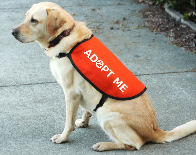 CENWA „I'm A Foster“ Hundeweste – Größe M/L, Für Pflegehunde, Beidseitig Bedruckt