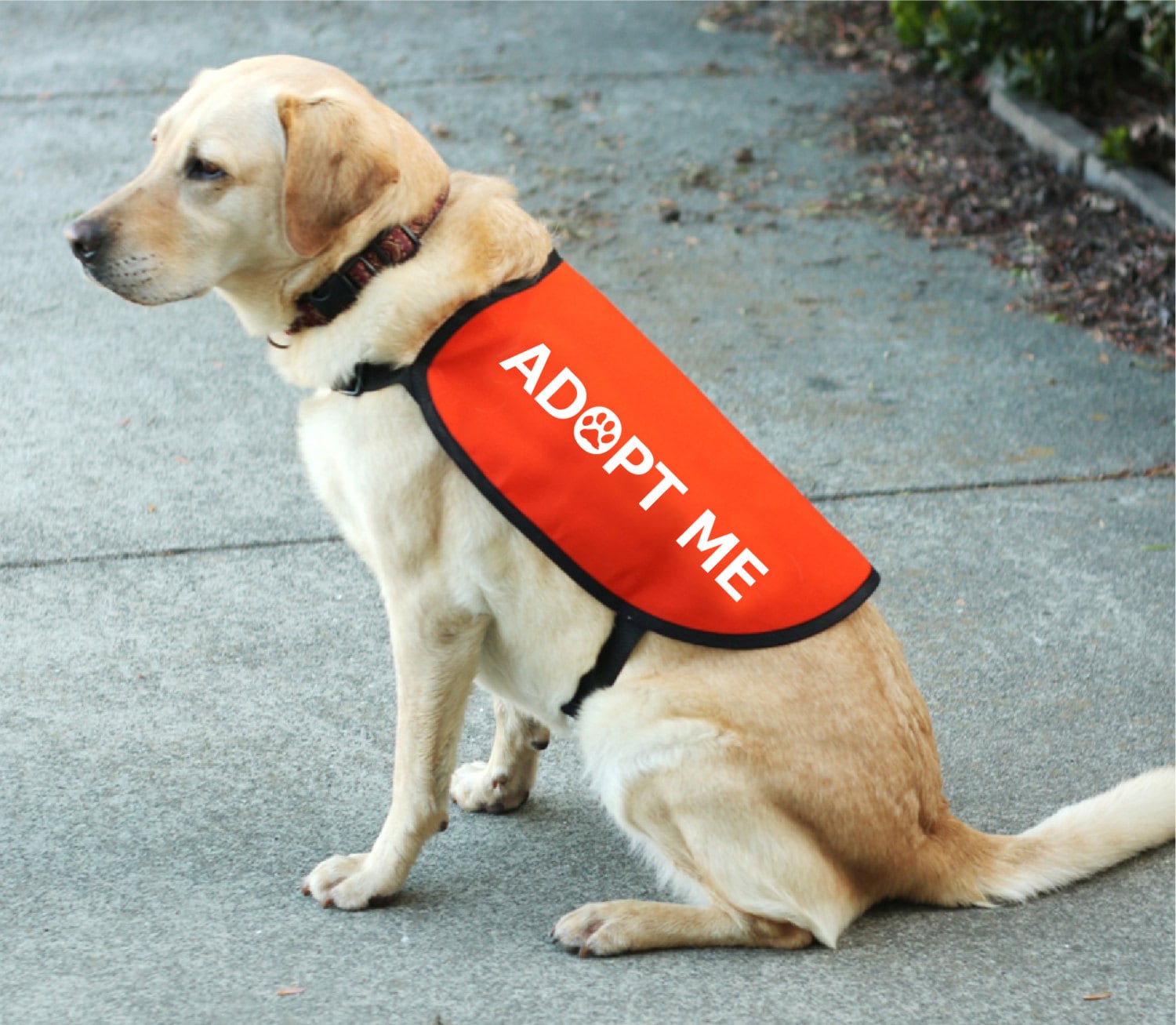 Adopt Me Dog Vest Adopt Me Dog Jacket for Foster Dogs 