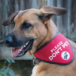 Please Don't Pet Bandana Scarf for Dogs image 1