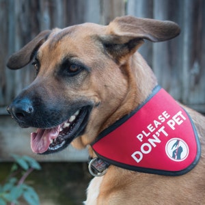 dog in training do not pet vest