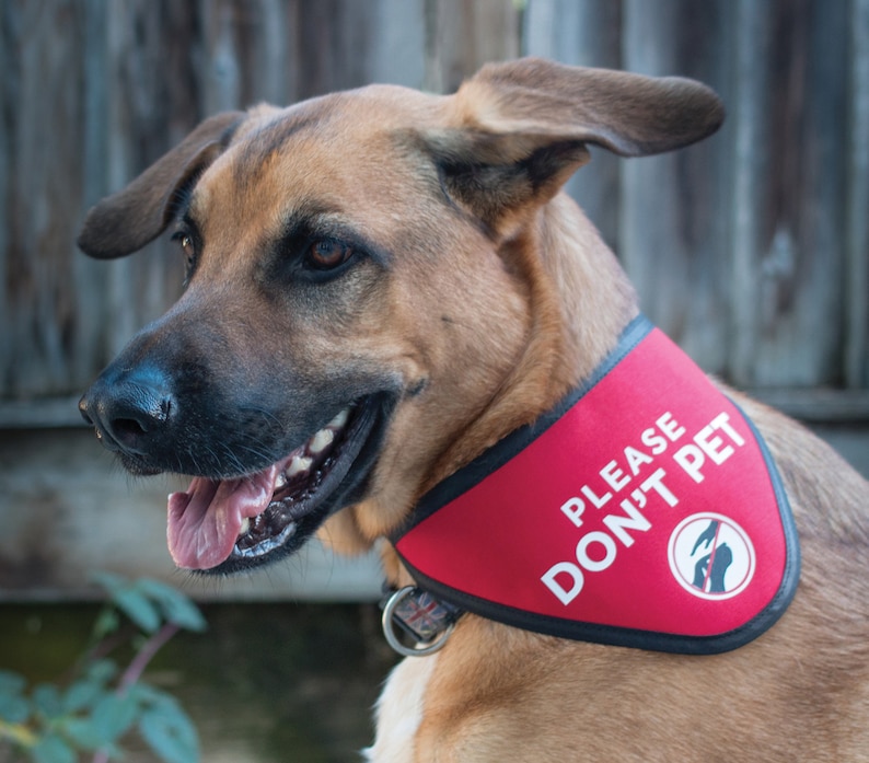 Please Don't Pet Bandana Scarf for Dogs image 1