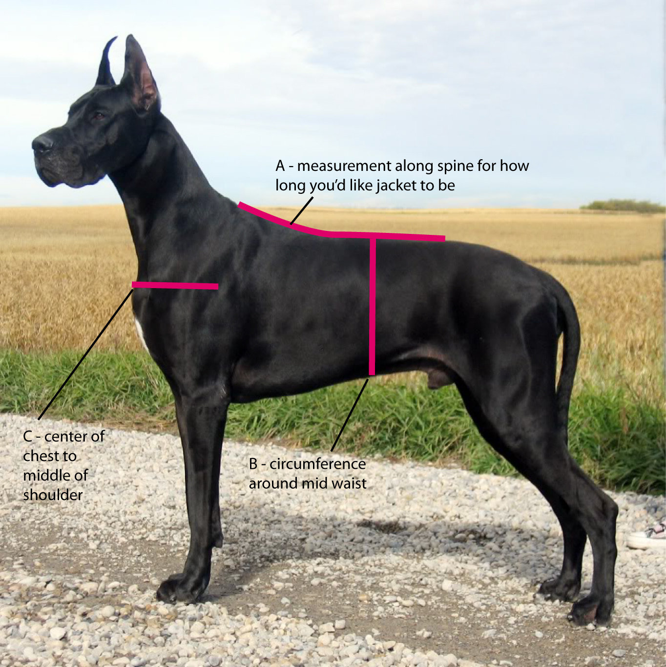 Extra Charge for XXL Dogs Over 100 Lbs Add-on for Great Danes
