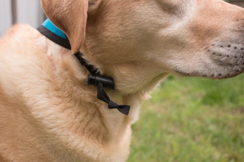 Please Don't Pet Bandana Scarf for Dogs image 4