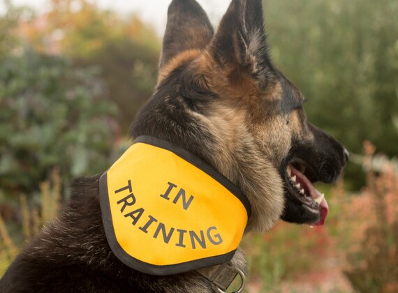 dog in training bandana