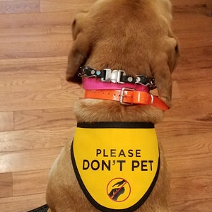 Please Don't Pet Bandana Scarf for Dogs image 6