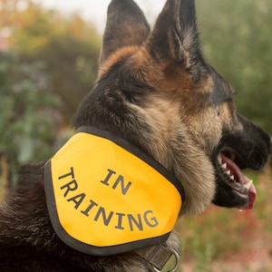 IN TRAINING Bandana Scarf for Dogs