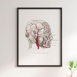 Face and Scalp Artery Vintage Human Anatomy Art Print