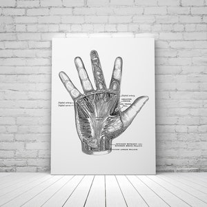 Hand Muscle Ligament Artery Nerve Tendon Vintage Human Anatomy Art Print Medical Model