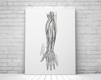 Vintage Anatomy Art Print: Forearm Muscle & Tendon