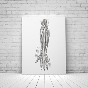 Vintage Anatomy Art Print: Forearm Muscle & Tendon