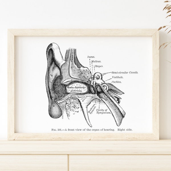 Ear Canal Organ of Hearing Cochlea Vestibule Incus Malleus Stapes Osseous Cavity of Tympanum Vintage Audiology ENT Anatomy Art Print