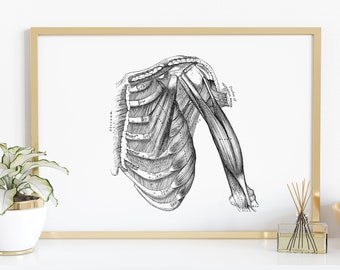 Rib Shoulder Arm Muscle Vintage Human Anatomy Art Print