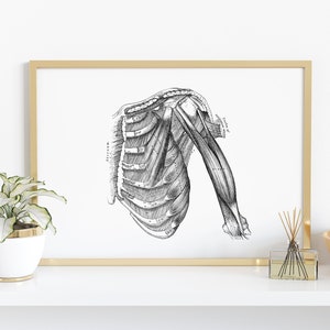 Rib Shoulder Arm Muscle Vintage Human Anatomy Art Print