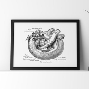 Heart Vessels Cardiology Vintage Anatomy Art Print