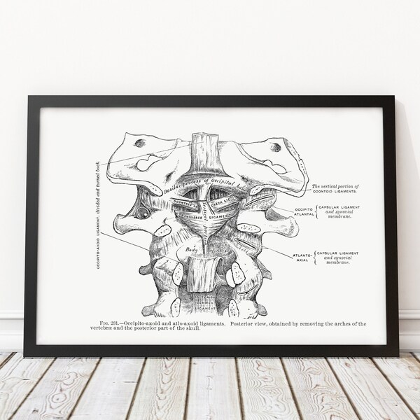 Cervical Vertebrae Spine Ligaments and Membrane Vintage Human Anatomy Art Print