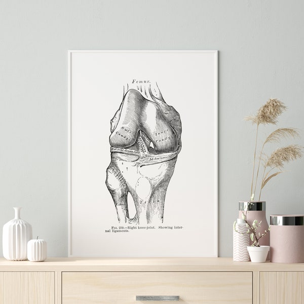 Knee Joint Internal Ligament Vintage Human Anatomy Art Print Medical Drawing