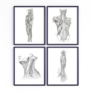 Muscle Art Collection of the Back, Neck, Arm, and Leg Human Anatomy Art Prints