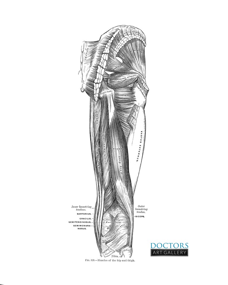 Hamstring Gluteus Vintage Human Anatomy Leg Muscle Art Print | Etsy