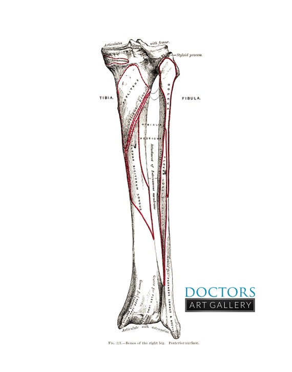 Tibia/fibula R Leg Tibia And Fibula Bones Drawing