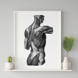 Muscles of the Back Vintage Human Anatomy Art Print Black and White