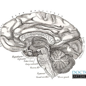 Lateral Brain Neurology Human Anatomy Vintage Art Print Medical ...