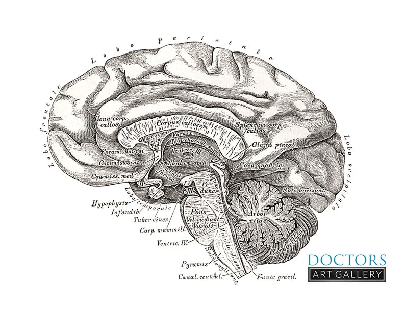 Lateral Brain Neurology Human Anatomy Vintage Art Print Medical ...