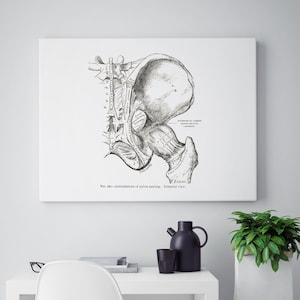 Hip Joint Pelvis Posterior Muscle Bone Vintage Human Anatomy Art Print