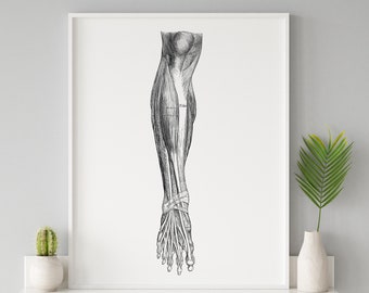 Leg Muscle Tibialis Vintage Human Anatomy Art Print Medical Illustration