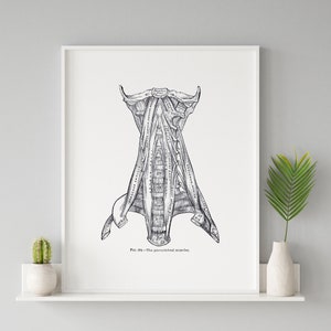 Prevertebral Neck Muscle Longus Colli Scalenus Vintage Human Anatomy Art Print Medical Model