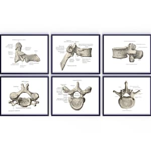 Vertebrae Art Collection including Cervical, Thoracic, and Lumbar, Human Spine Anatomy Art Prints