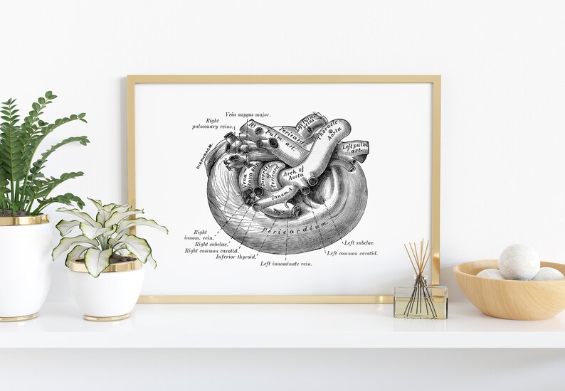Heart Vessels Cardiology Vintage Anatomy Art Print - Etsy