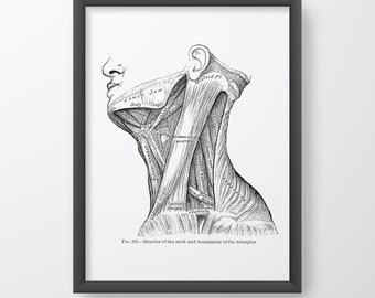 Neck Muscle Vintage Medical Drawing Human Anatomy Art Print