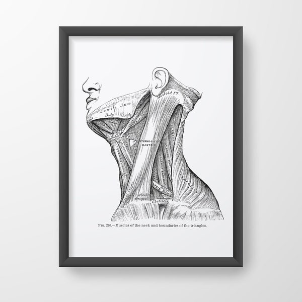 Neck Muscle Vintage Medical Drawing Human Anatomy Art Print