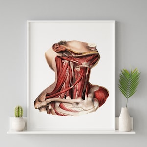 Neck Muscle and Clavicle Vintage Human Anatomy Art Print