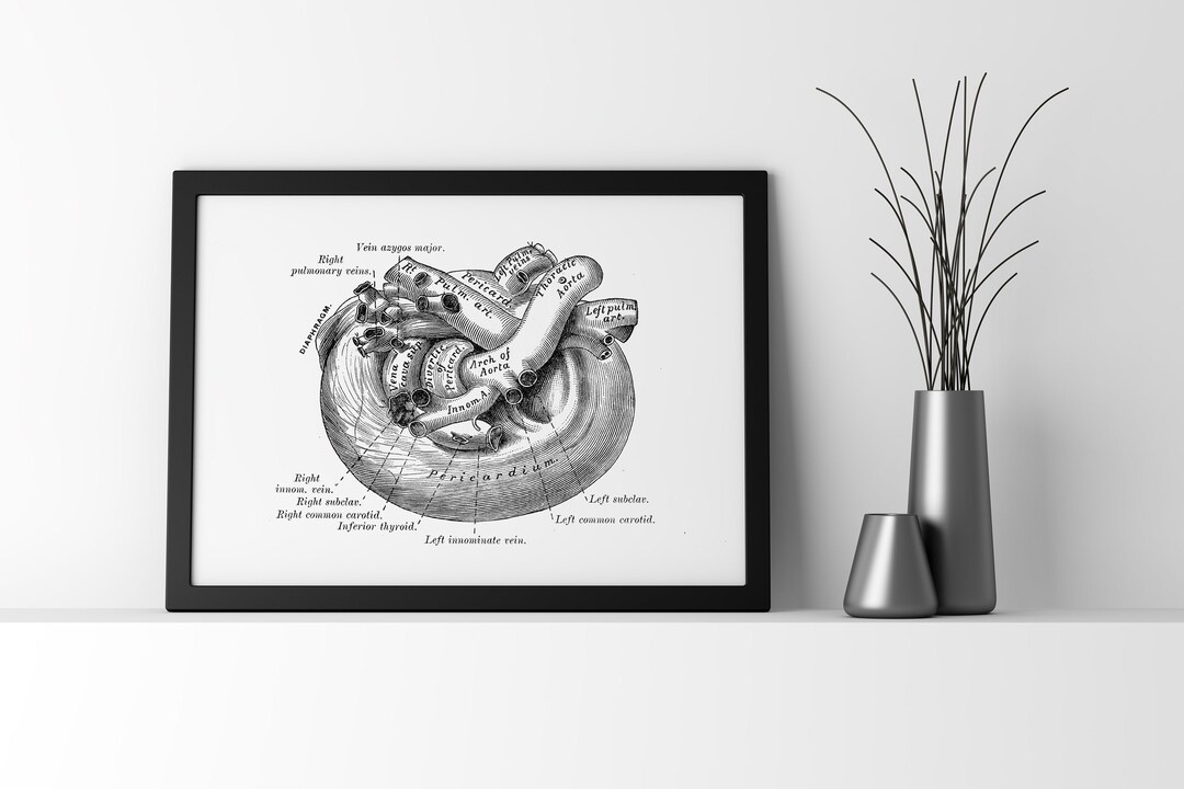 Heart Vessels Cardiology Vintage Anatomy Art Print - Etsy