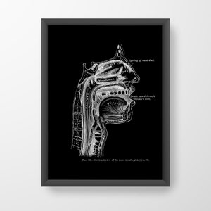 Vintage Human Anatomy Art Print: Nose, Mouth, Throat X-Ray